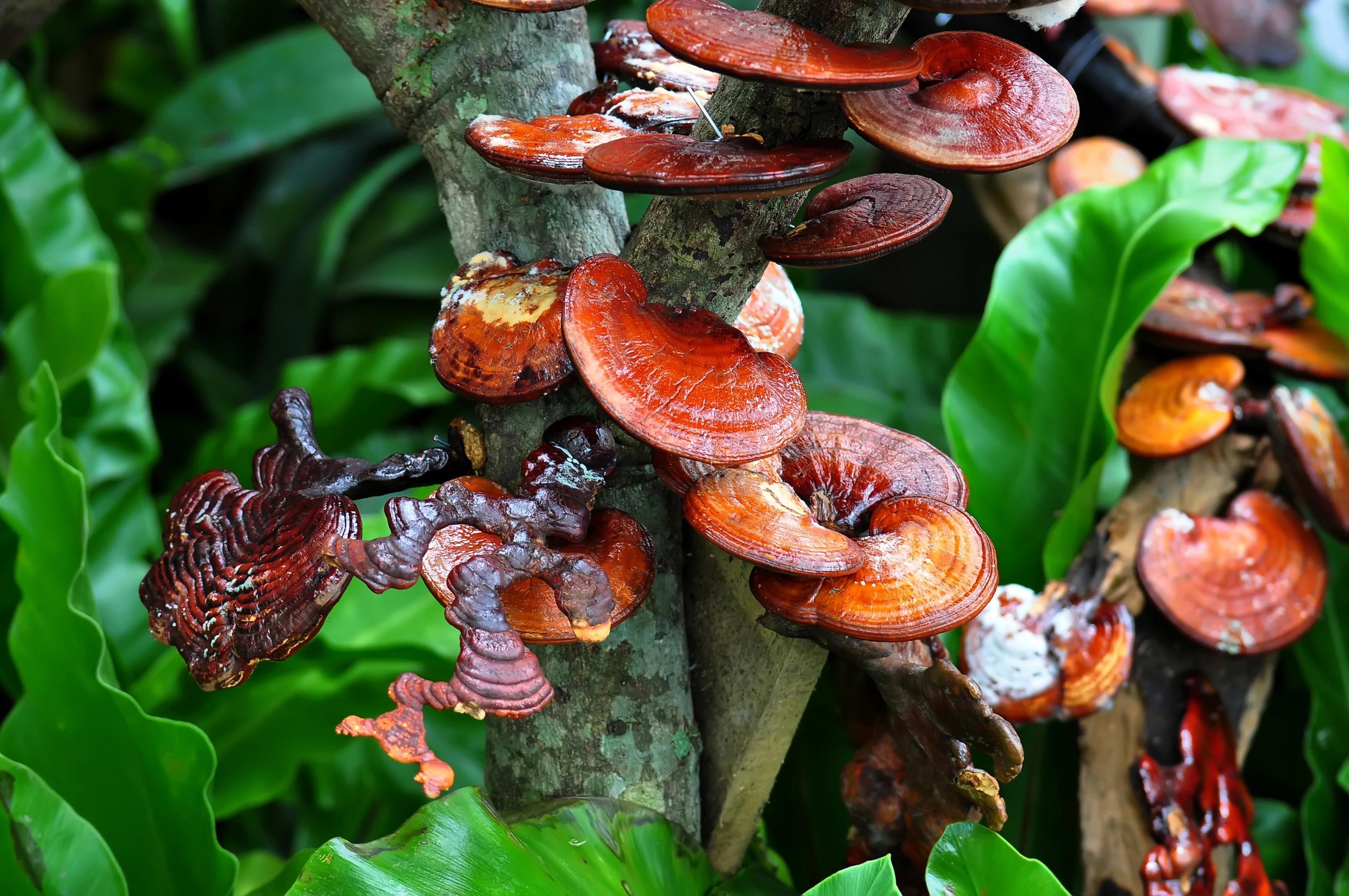 Reishi – właściwości, działanie i zastosowanie. Co warto wiedzieć o Ganoderma lucidum?